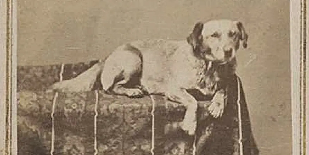 Abraham Lincoln's dog Fido